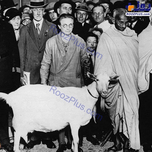 عکسی قدیمی از بز غیر قانونی ماهاتما گاندی!
