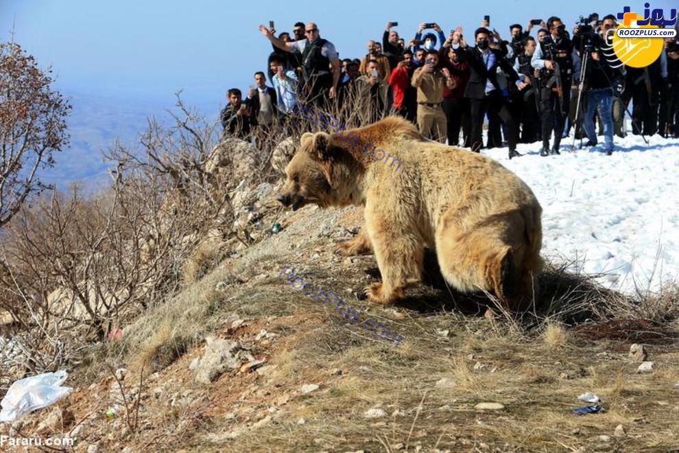 رهاسازی عجیب ۶ خرس در طبیعت عراق +عکس