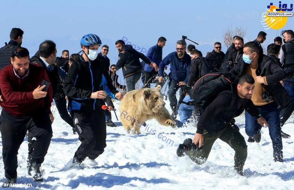رهاسازی عجیب ۶ خرس در طبیعت عراق +عکس
