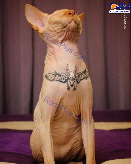 حیوان آزاری مدرن با خالکوبی روی بدن گربه +عکس