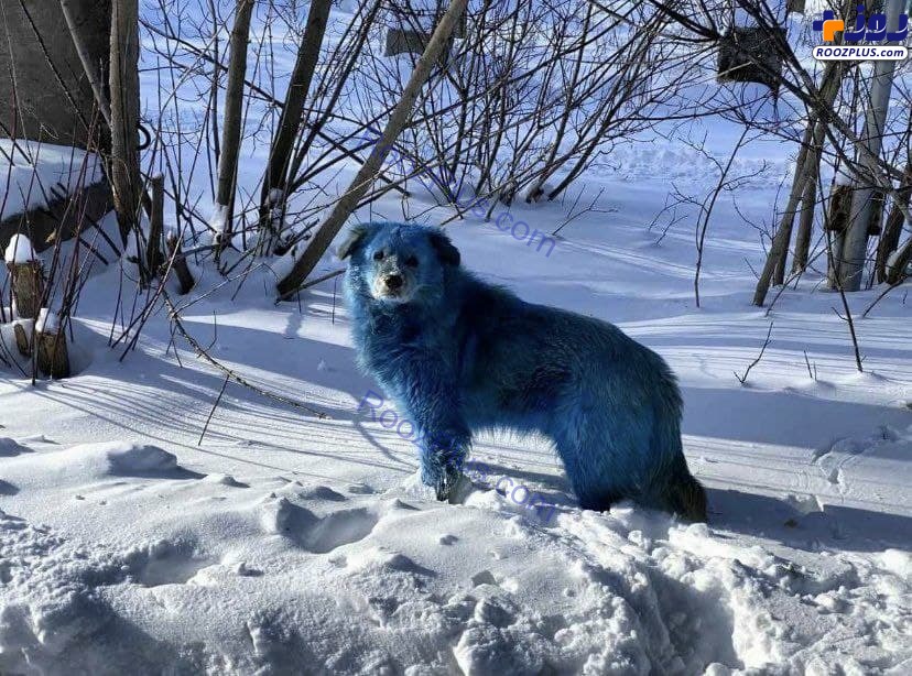 سگ های آبی رنگ و عجیب در روسیه+عکس