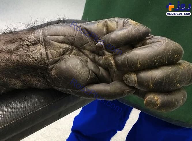 عکس/ دست یک شامپانزه 40 ساله از نمایی نزدیک!
