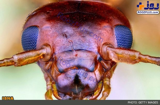 تصویری عجیب از سر یک مورچه!