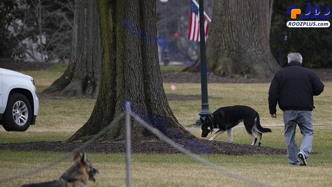 اخراج دو سگ رئیس جمهور آمریکا از کاخ سفید/عکس