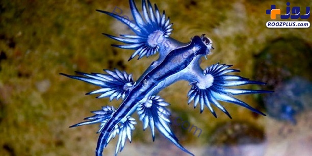 عکس/ اژدهای آبی در سواحل استرالیا!
