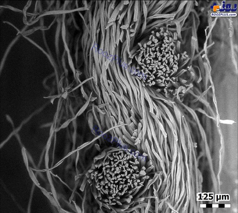 نمایی جالب از ماسک زیر میکروسکوپ/عکس