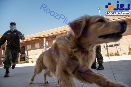 سگ هایی که از روی عرق کرونا را تشخصی می دهند!+عکس