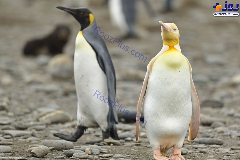 تنها ترین پنگوئن زرد دنیا/عکس
