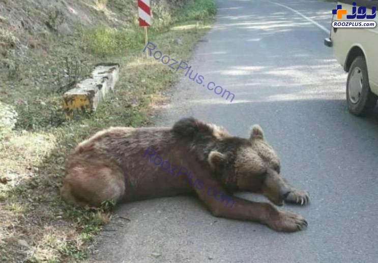 مرگ خرس زخمی مازندران در پارک پردیسان +عکس