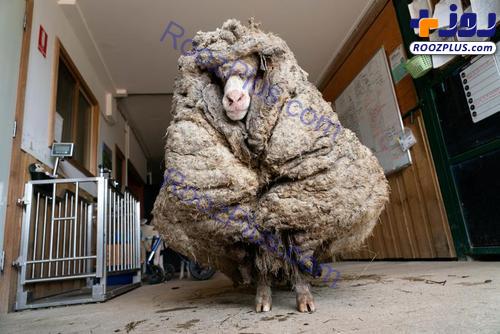 35.4 کیلوگرم پشم از روی بدن گوسفند استرالیایی جمع شد! +عکس
