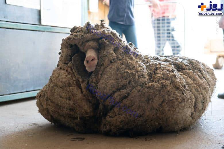 گوسفند عجیبی که ۳۵ کلیو پشم دارد!+عکس