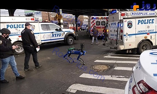 سگ مصنوعی پلیس در خیابان/عکس