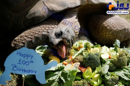 کیک صیفی جات برای جشن تولد 100 سالگی یک لاک پشت! +عکس