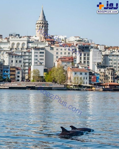 شنا کردن دلفین‌ها در نزدیکی برج گالاتای استانبول+عکس