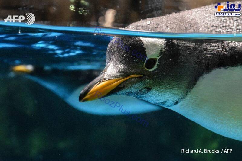 زندگی پنگوئن‌ها در غیاب انسان‌ها/عکس