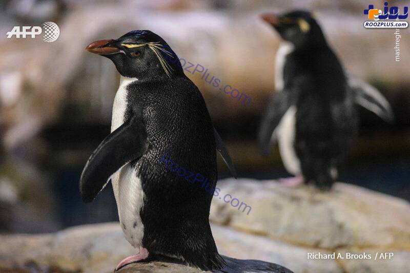 زندگی پنگوئن‌ها در غیاب انسان‌ها/عکس