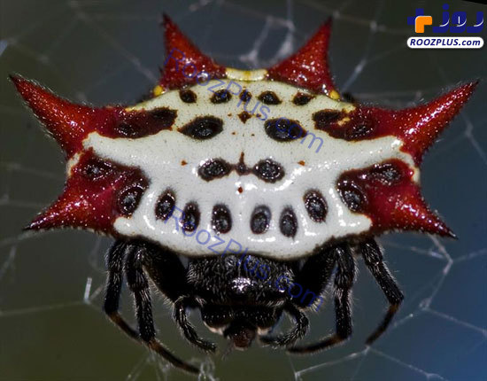 عنکبوتی زیبا به نام جواهر+عکس