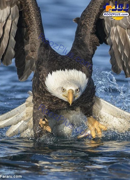 لحظه ماهی گرفتن عقاب سرسفید از فاصله نزدیک +عکس