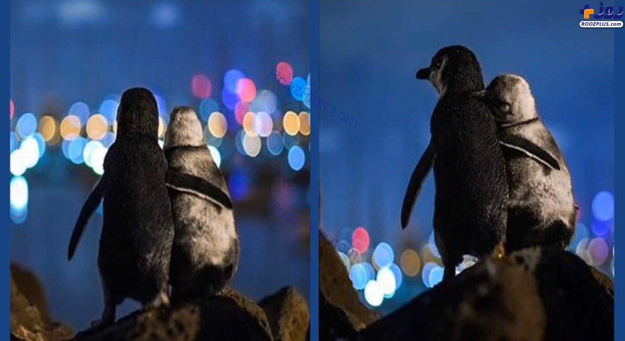 تصویری جالب از عاشقانه‌های پنگوئن +عکس