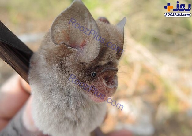 عکس/کشف ۴ گونه خفاش مرتبط با خفاشی که عامل کروناویروس بود