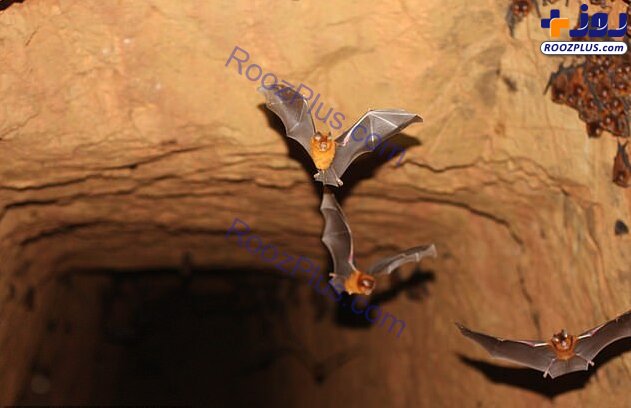 عکس/کشف ۴ گونه خفاش مرتبط با خفاشی که عامل کروناویروس بود