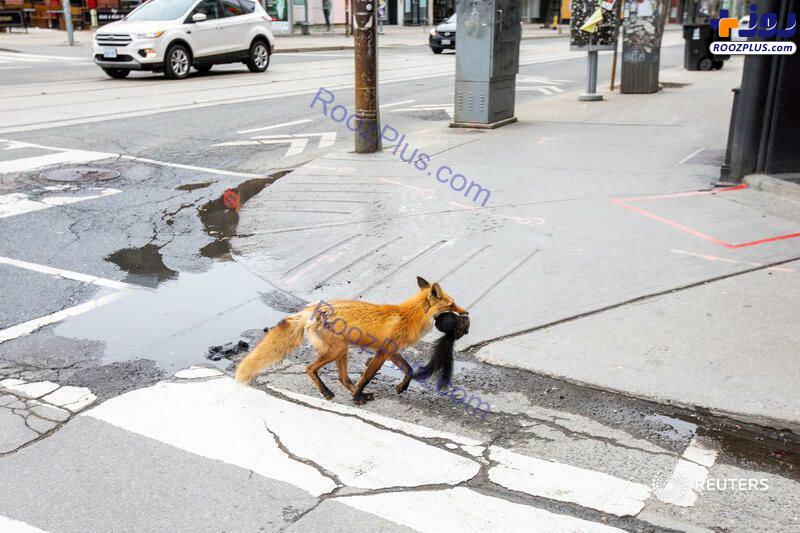 عکس/شکار سنجاب توسط روباه در خیابانهای تورنتو