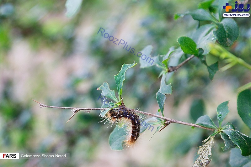آفت پروانه دُم قهوه ای در جنگل‌های چالوس +عکس