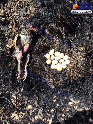 صحنه‌ای ناگوار از آتش سوزی یک باغ در لواسانات؛ آخرین دفاع پرنده مادر +عکس