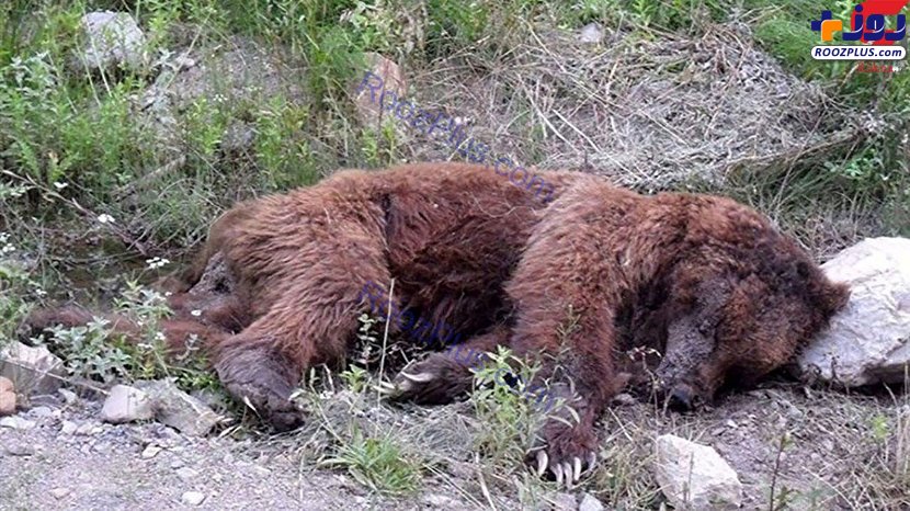 عکسی غم انگیز از تیرباران خرس قهوه‌ای در بابل