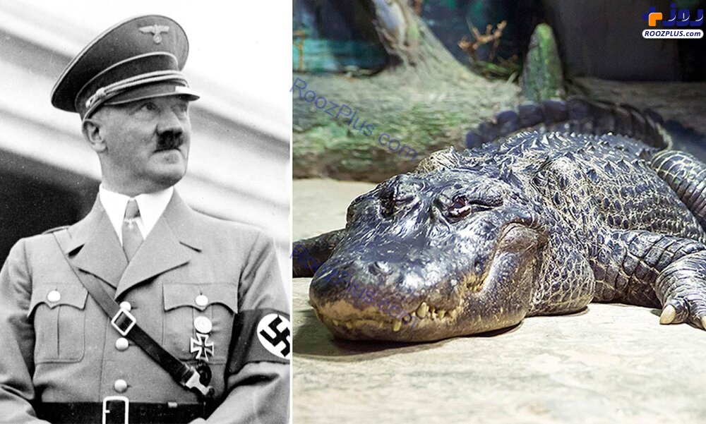 مرگ تمساح هیتلر در 84 سالگی! +عكس