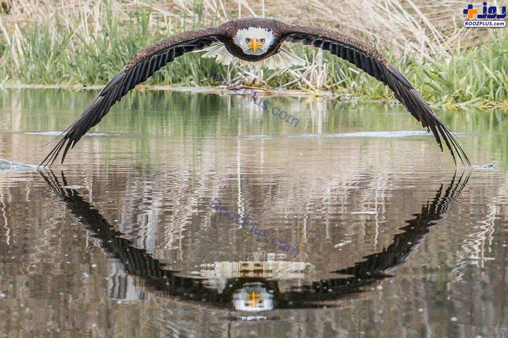 شکار لحظه ها از پرواز عقاب سر سفید +عکس