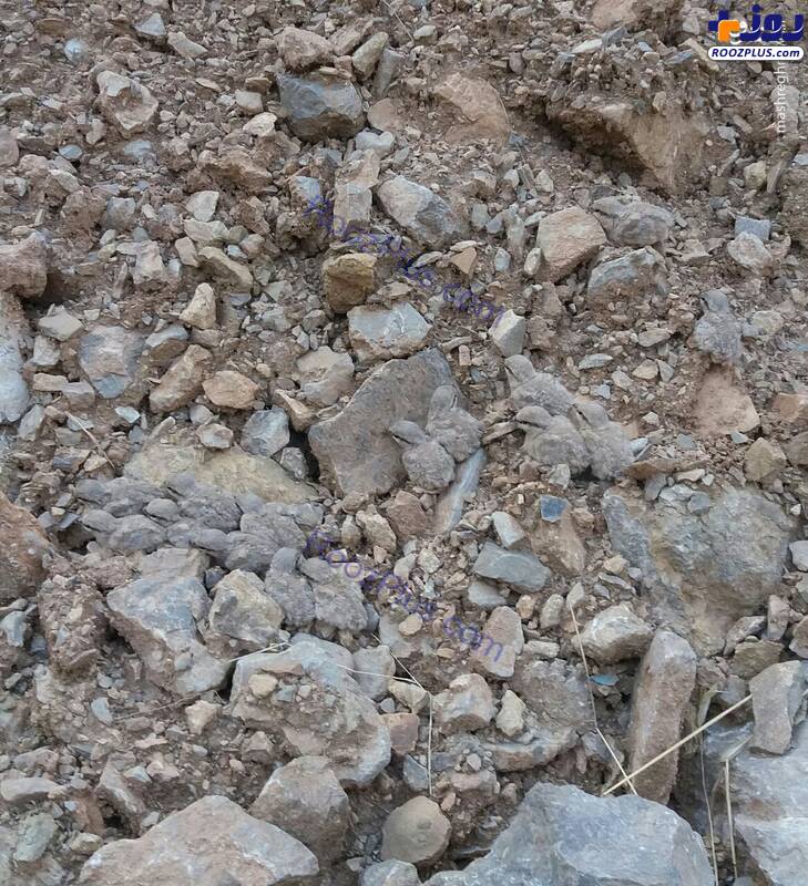 عکس/نمایی از استتار جوجه های تیهو میان سنگ ها