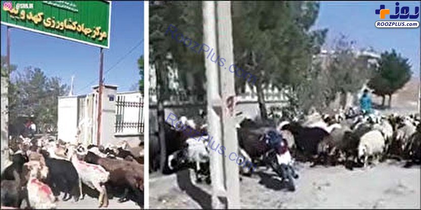 اعتراض ‏دامداران با گوسفندانشان در یزد/عکس