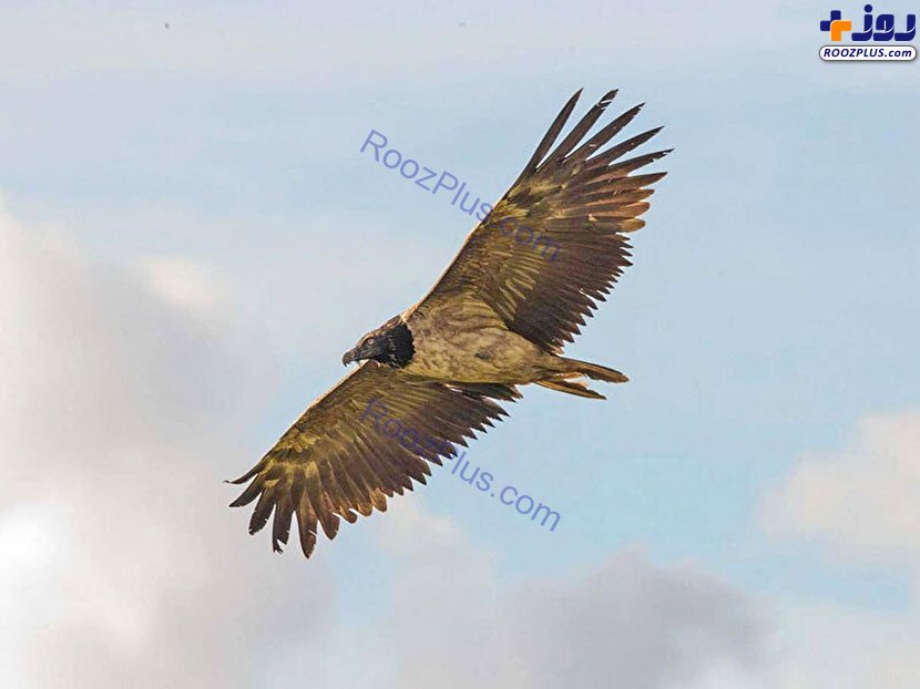 کرکس ریش‌دار از بزرگ‌ترین پرندگان شکاری/عکس