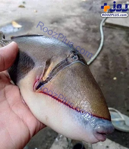 صید ماهی عجیبی که شبیه به انسان است!+عکس