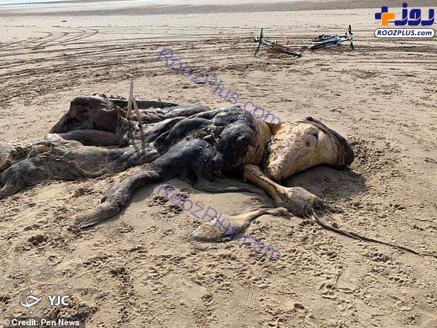 پیدا شدن جانور عجیب الخلقه در ساحل دریا! +عکس