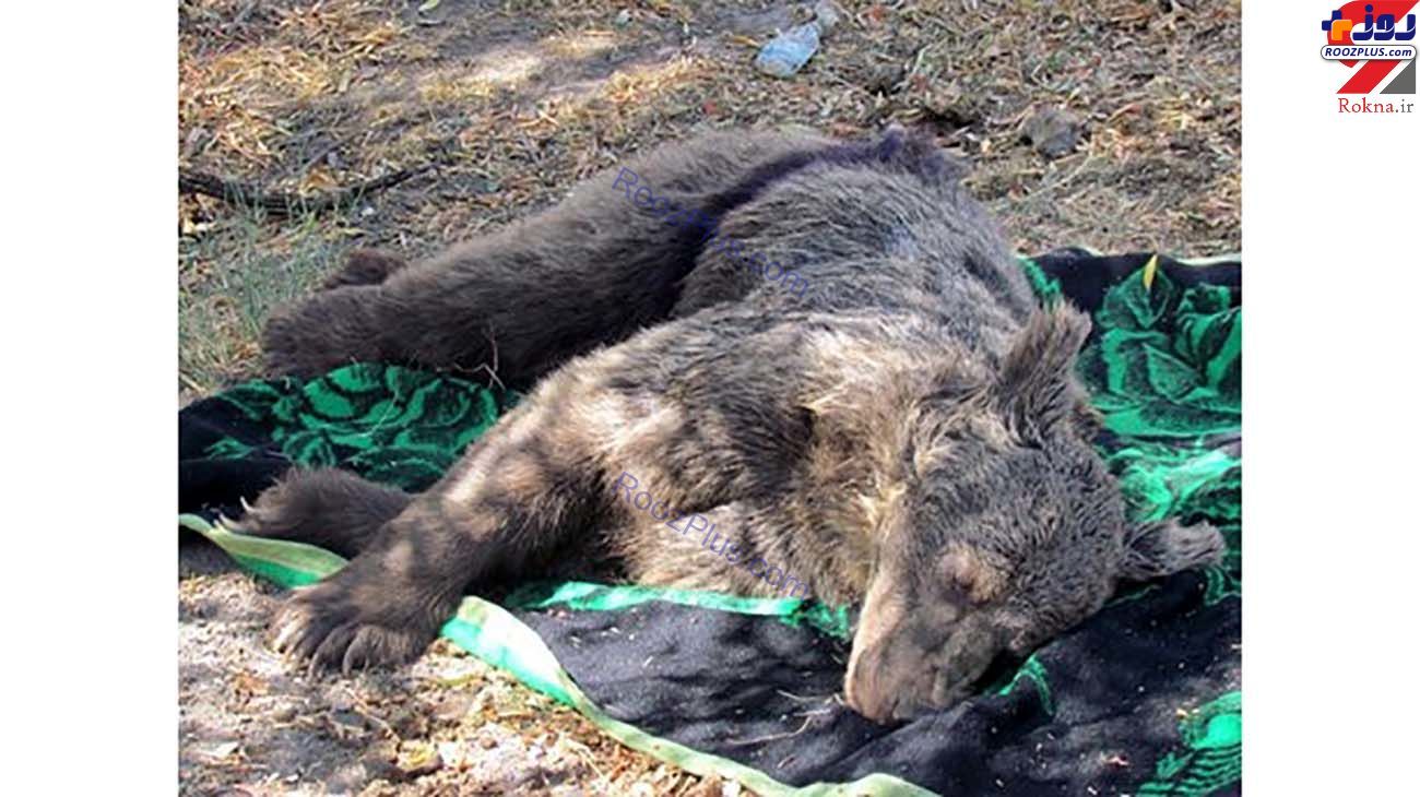 مرگ دردناک یک توله خرس در اردبیل +عکس