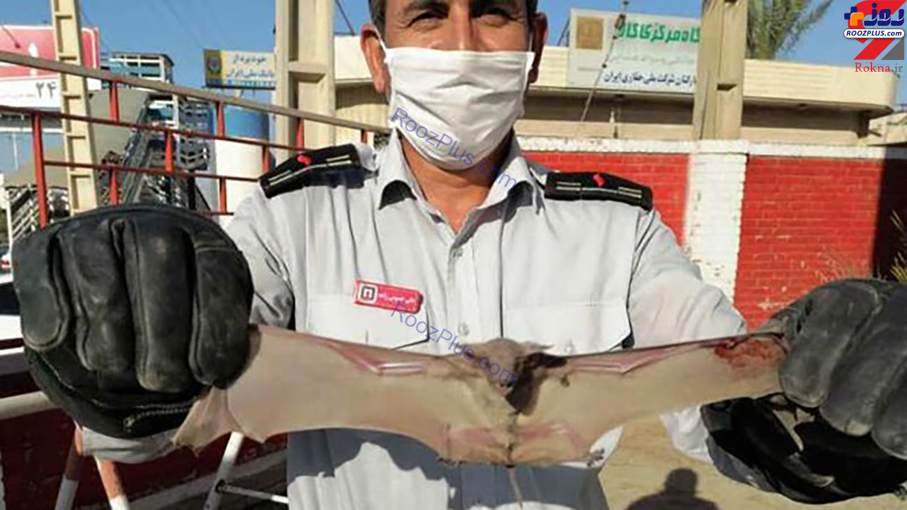 حمله خفاش ها به خانه مرد اهوازی /عکس