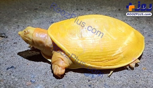 لاکپشت زردرنگ کمیاب با ظاهری عجیب و غریب/عکس