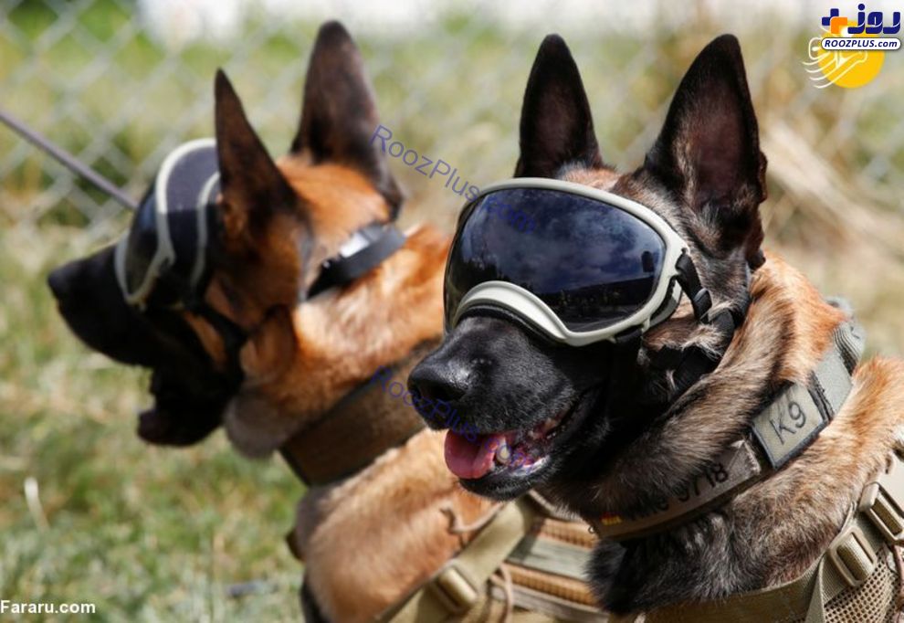 آموزش سگ‌های کرونایاب در ارتش آلمان +عکس