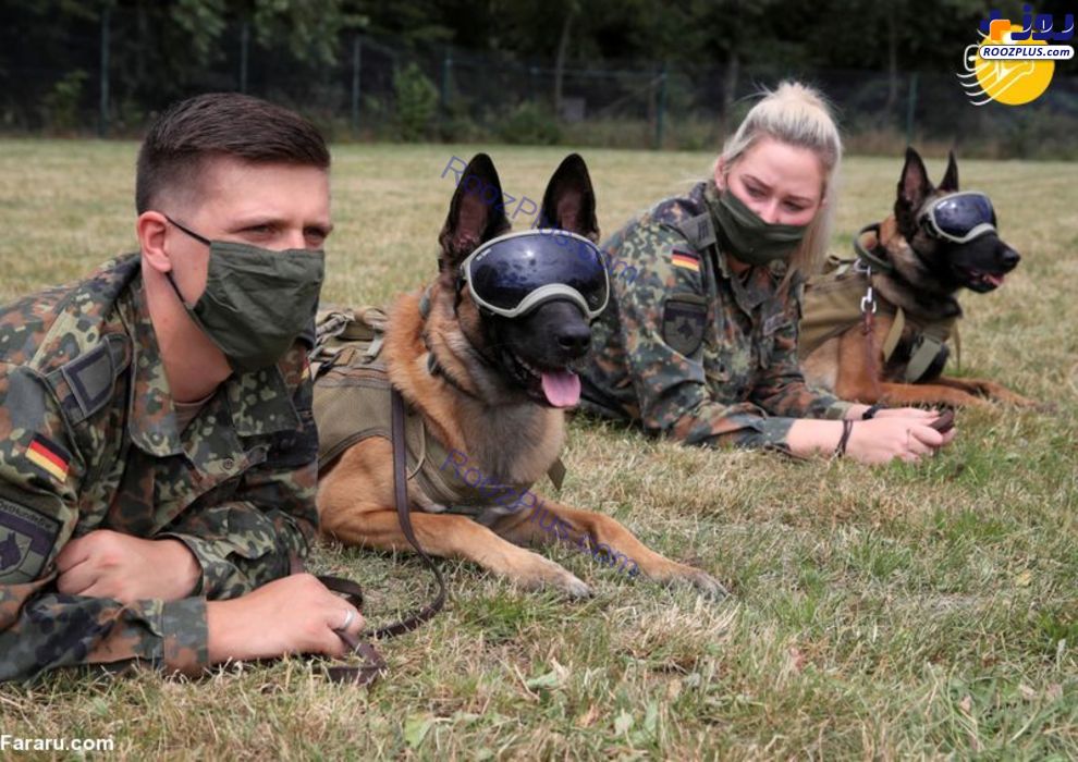 آموزش سگ‌های کرونایاب در ارتش آلمان +عکس