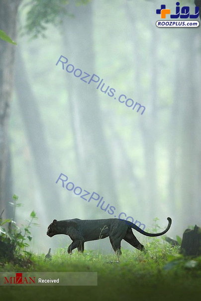 عکس/ پلنگ سیاه نادر و کمیاب در جنگل‌های هند