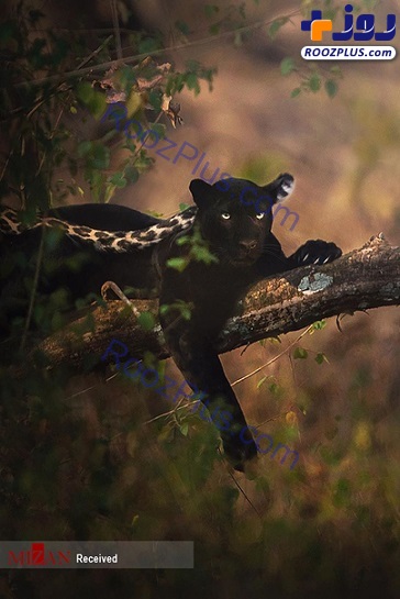 عکس/ پلنگ سیاه نادر و کمیاب در جنگل‌های هند