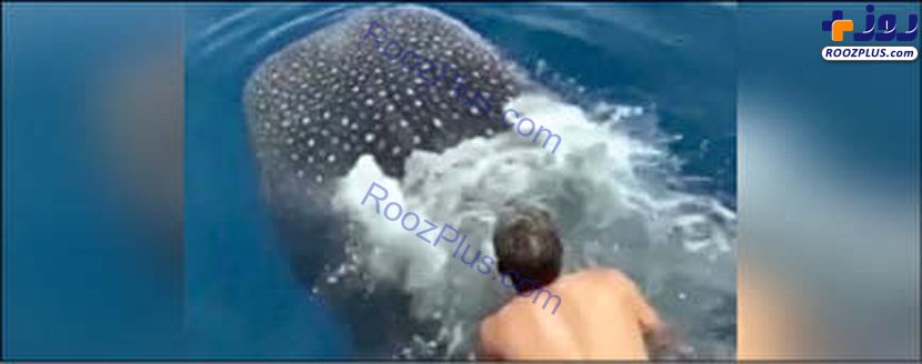 نهنگ سواری عجیب یک صیاد+عکس
