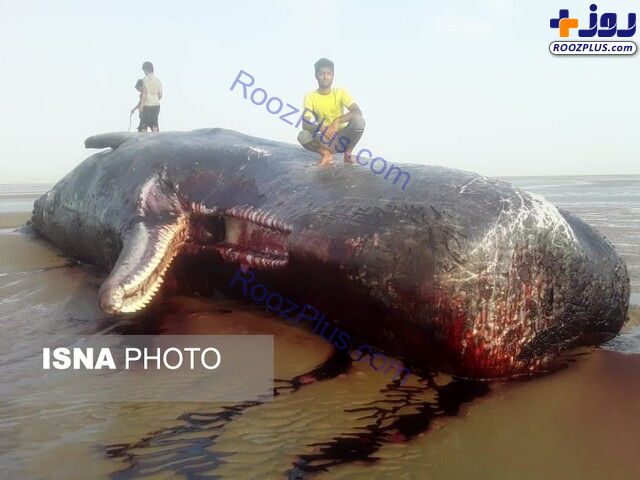 پیدا شدن لاشه یک نهنگ 7 متری در شهرستان سیریک +عکس
