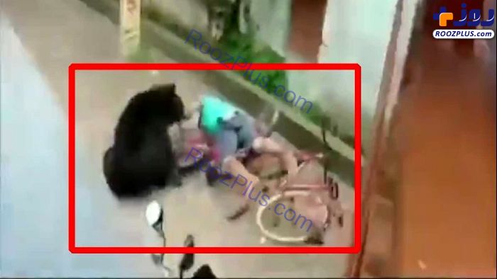 حمله خرس وحشی به دوچرخه سوار! +عکس