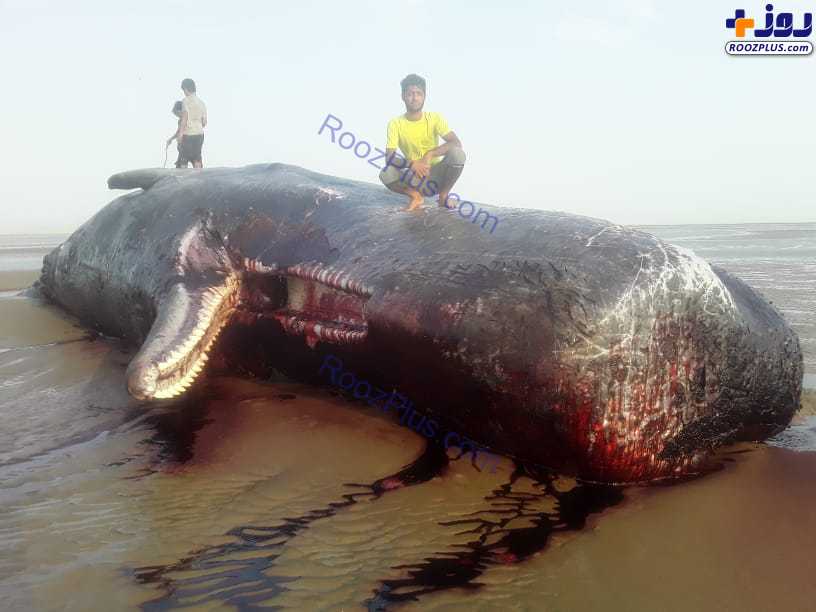 لاشه نهنگ در ساحل روستای سیریک هرمزگان +عکس