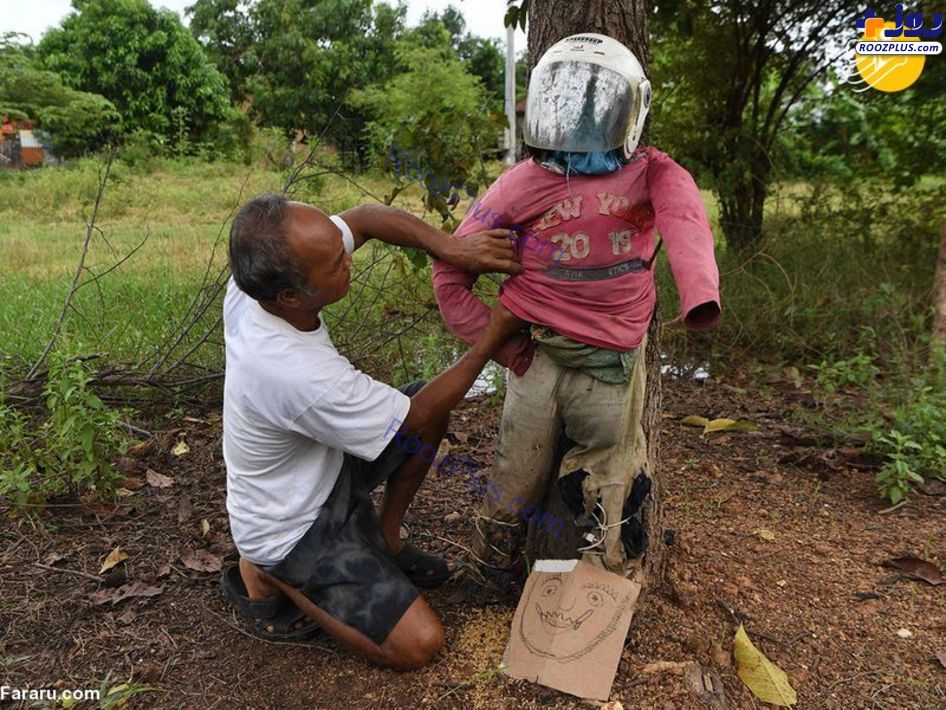 نصب مترسک های مسلح برای ترساندن کرونا در کامبوج! +عکس