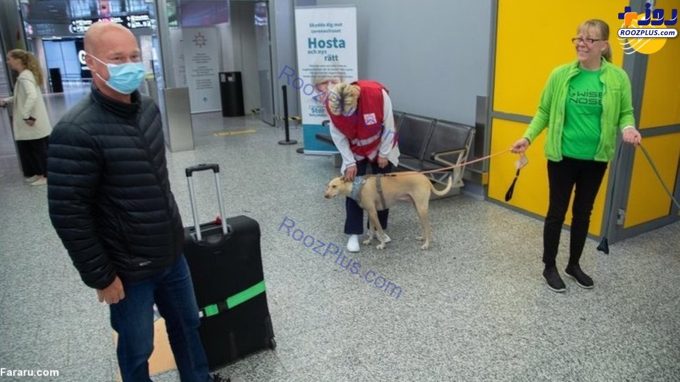استفاده از سگ‌های کرونایاب در فرودگاه هلسینکی +عکس