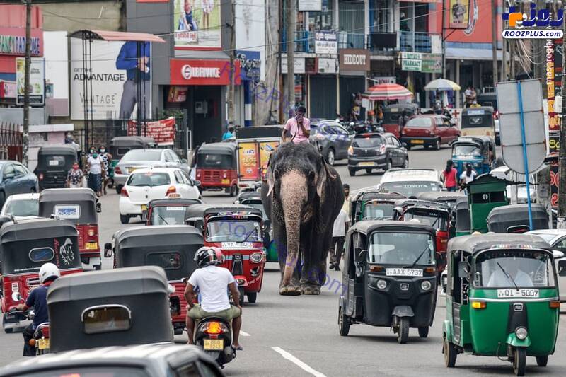 قدم زدن فیل در ترافیک +عکس